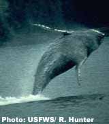 Humpback Whale