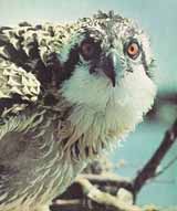 Osprey feed primarily on fish they catch with their powerful talons.