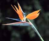 The "Bird of Paradise" flower - a beautiful way to attract nectivores!