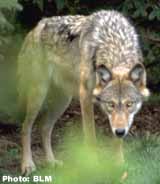 Gray Wolf