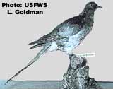Passenger Pigeon