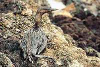 One of more than 250,000 seabirds oiled during the Exxon Valdez Oil Spill.